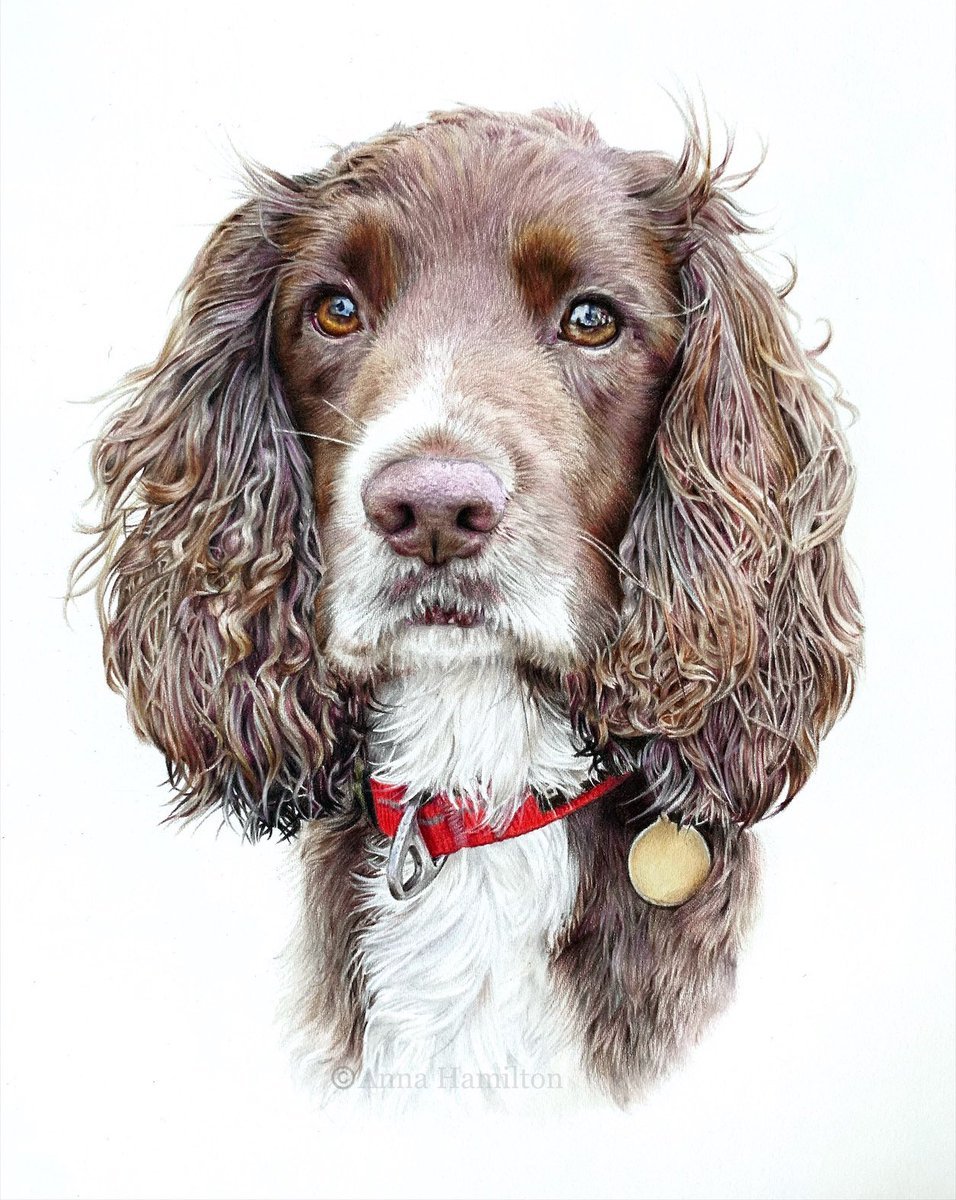 Spaniel -ears