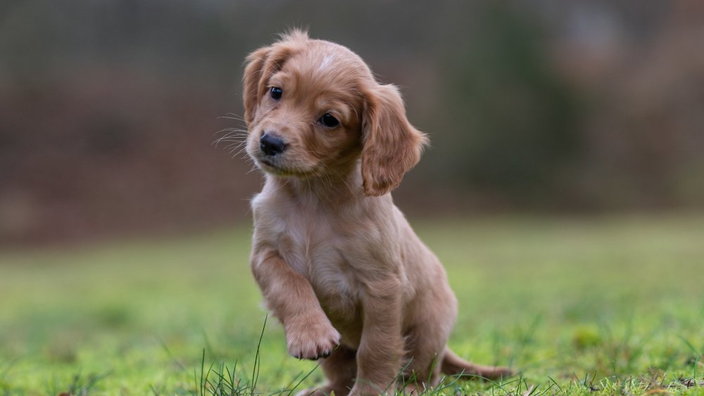 Breast ears of spaniel in celebrities
