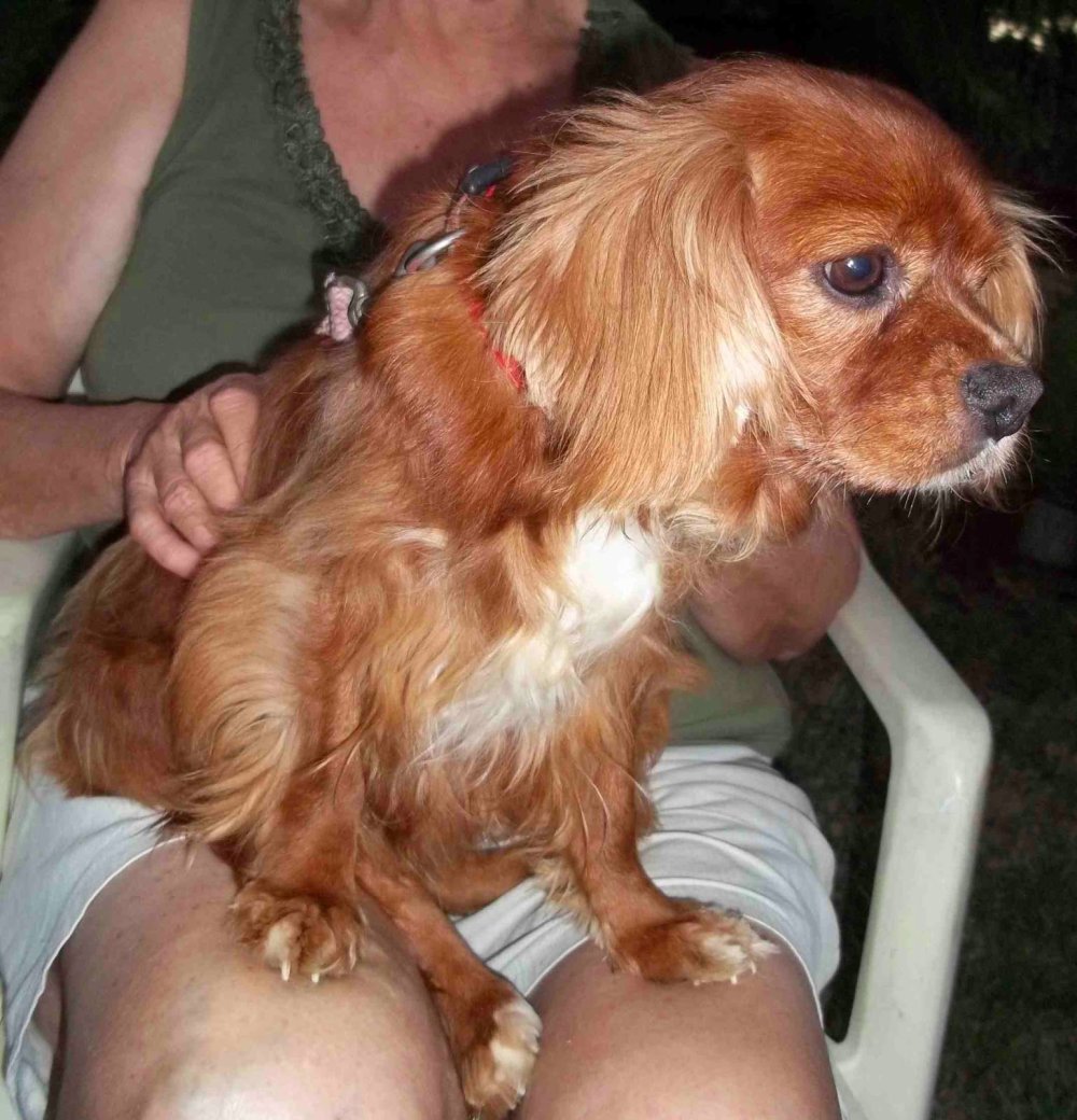 Ajility and King Charles Spaniel Differences