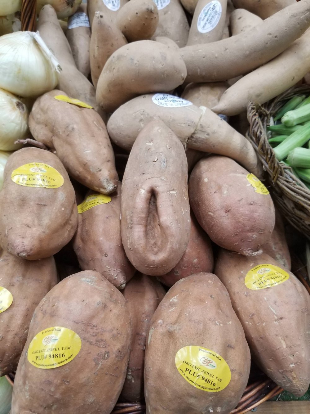 Poteto potato grows yujin