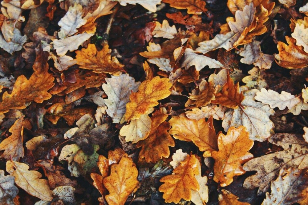 Autumn background pastel