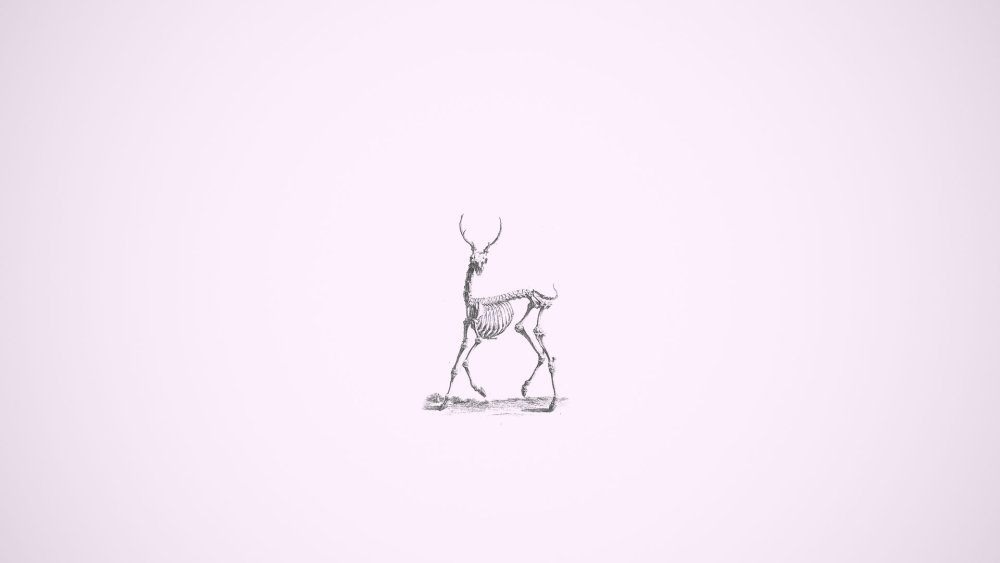 Cactus minimalism