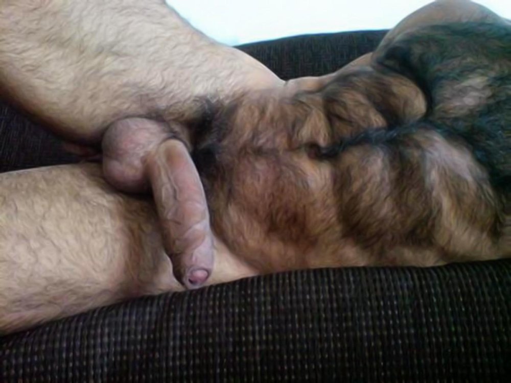 Hard Hairy Cocks Dicks Balls Unshaven Penis