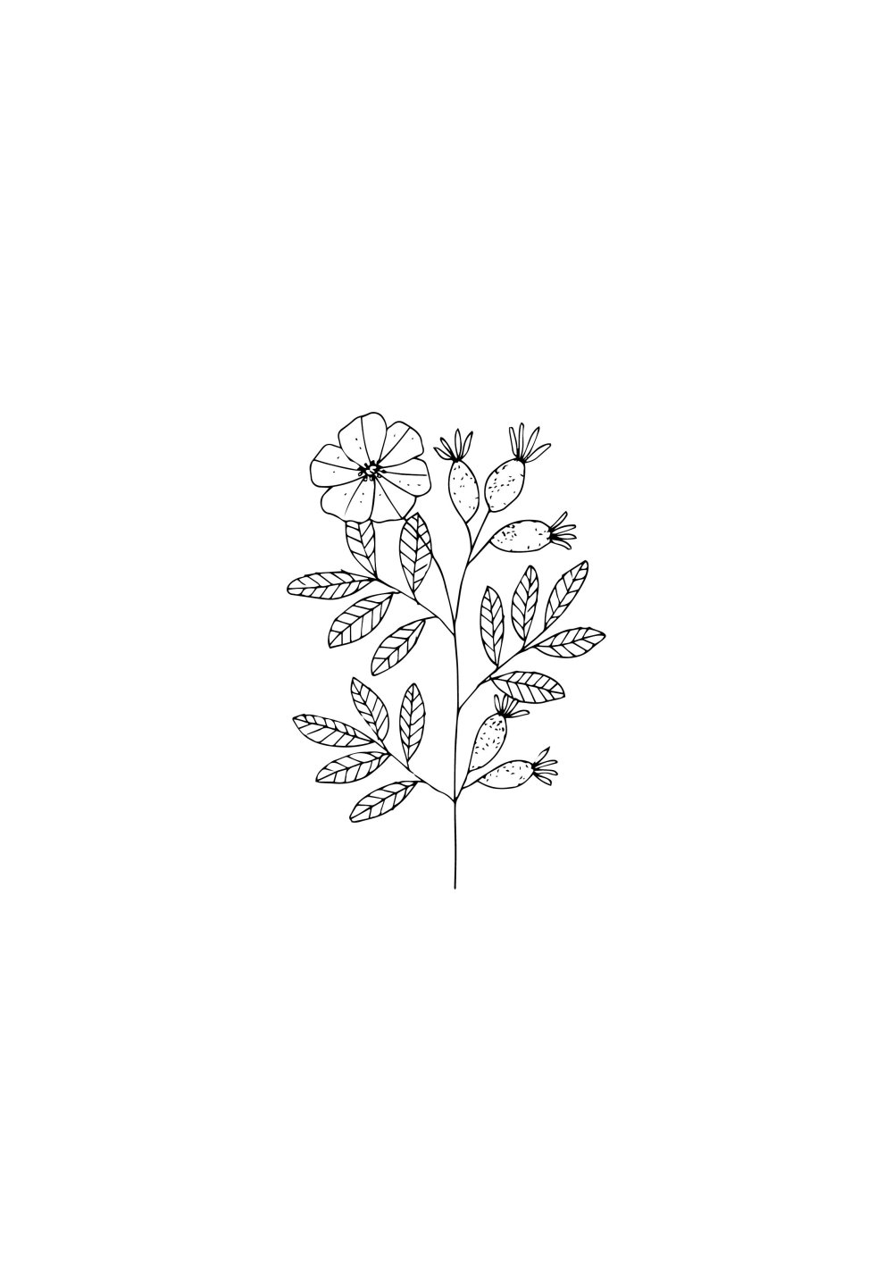 Tattoo field flowers sketches
