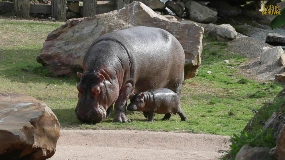 Gloria Hippo Pregnant