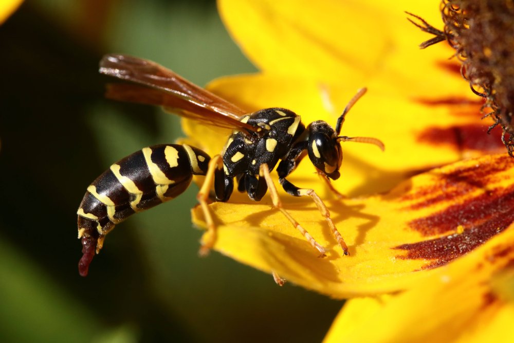 Wasp Girl