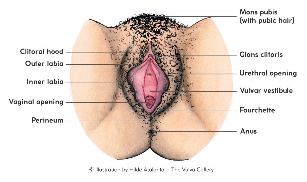 Mature pubic hair