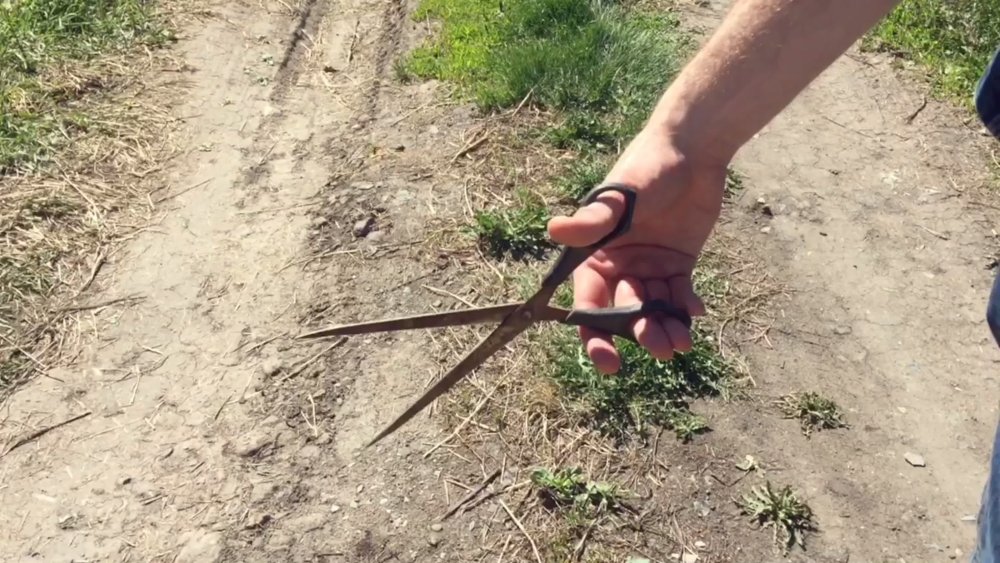 Search line without a background