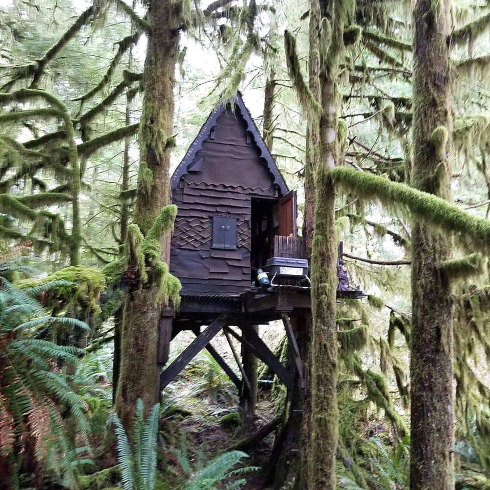 Forest House hut in the forest