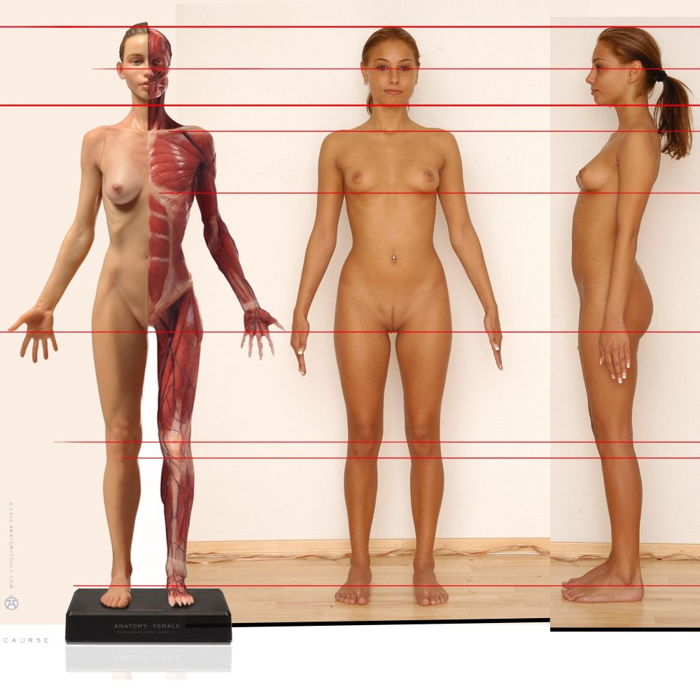 Anatomy of the female body