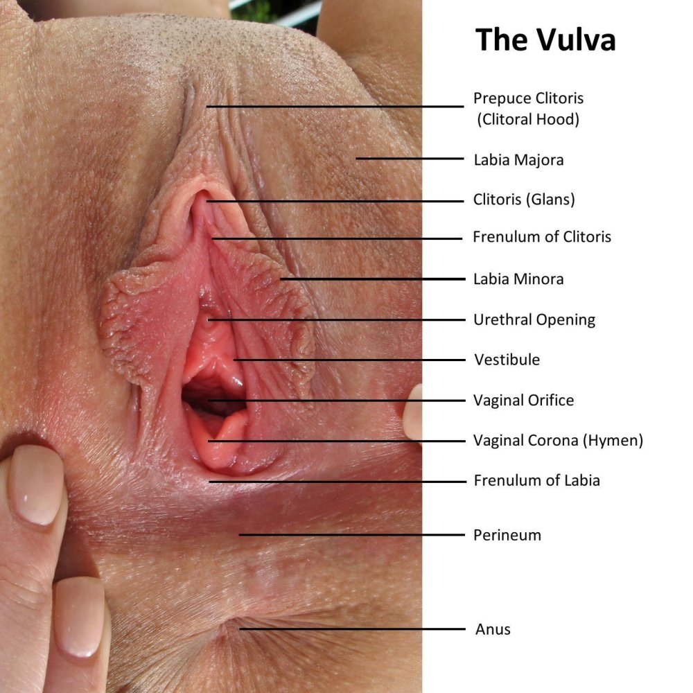 Beautiful juicy vagina