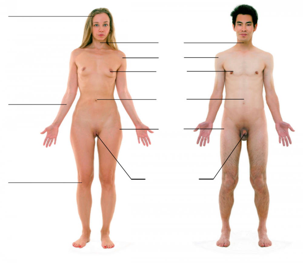 Genitals of men and women