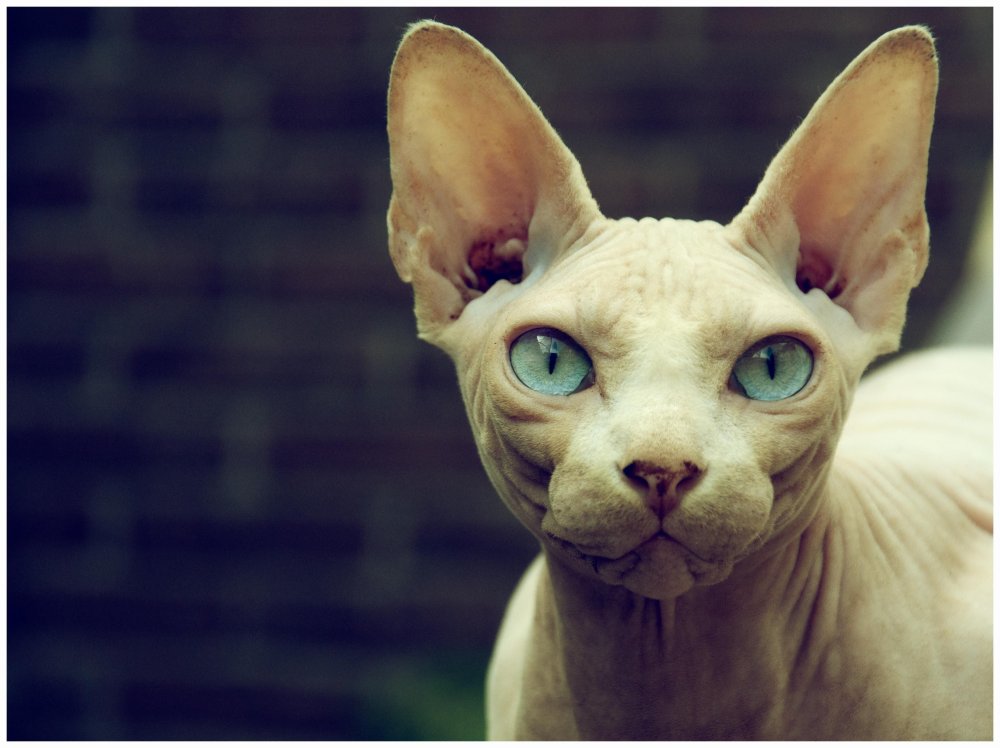 Old Sphinx Cat