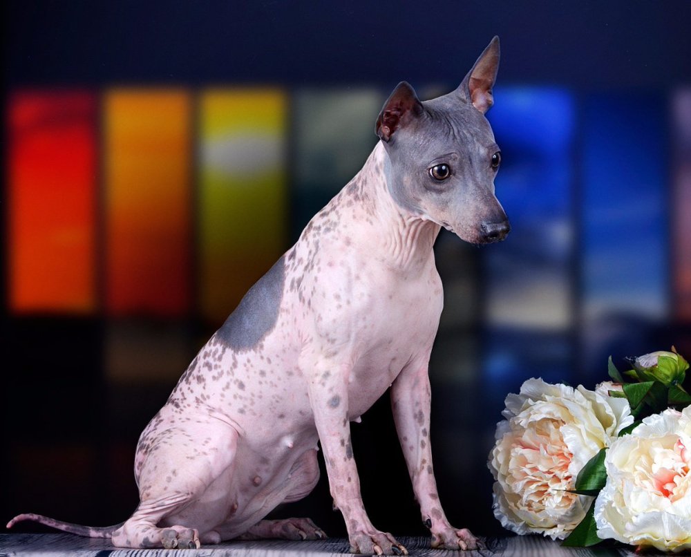 American naked terrier white