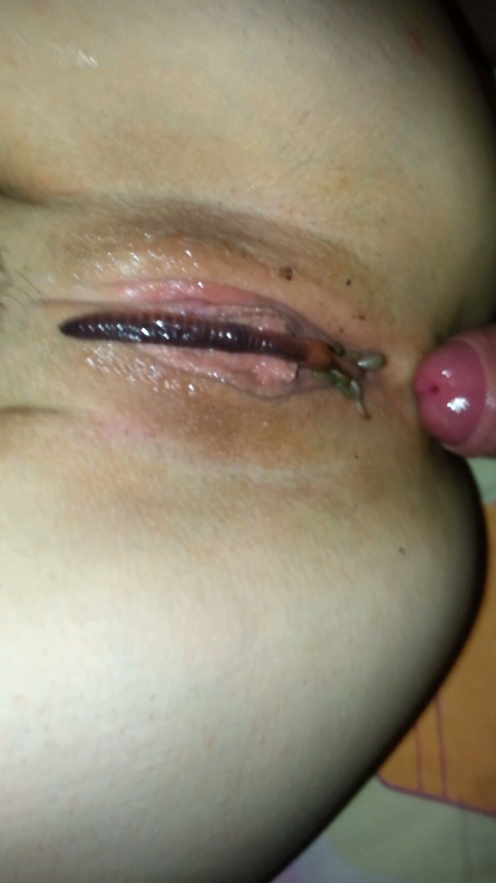 Formicophilia vagina