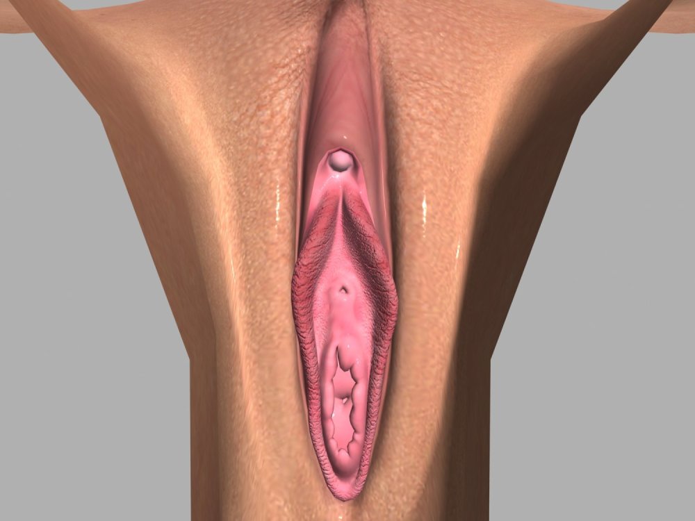 3D model of a woman vagina