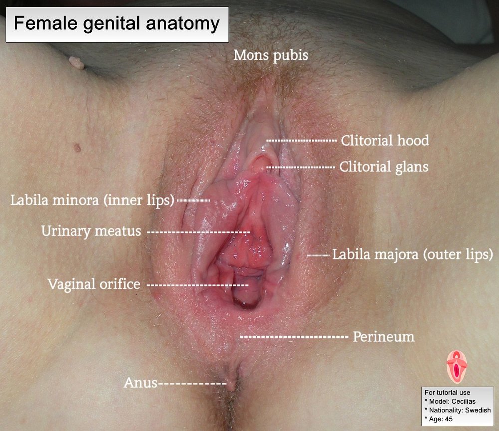 Women's vagina Labeled