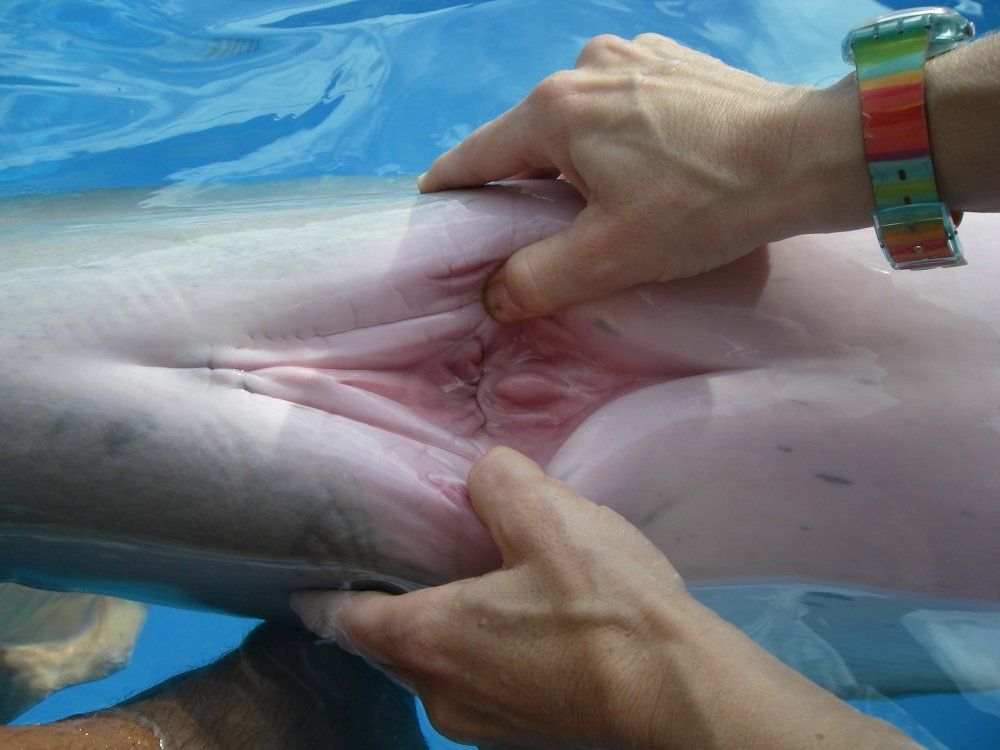 Dolphins genital organ