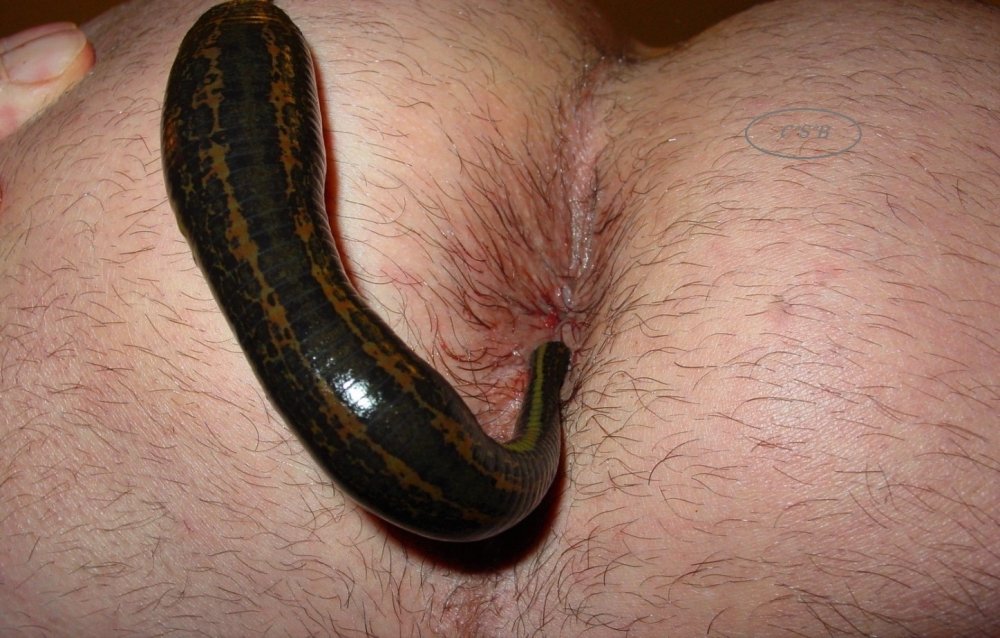 Leeches in the vagina and member and