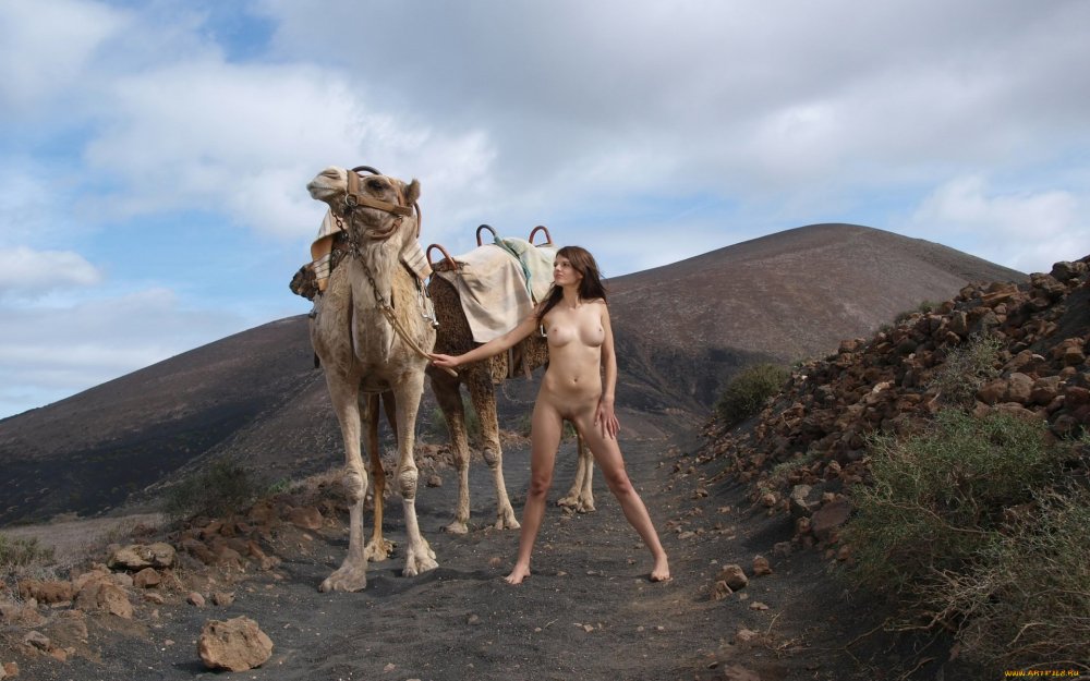 Big boobs in a camel