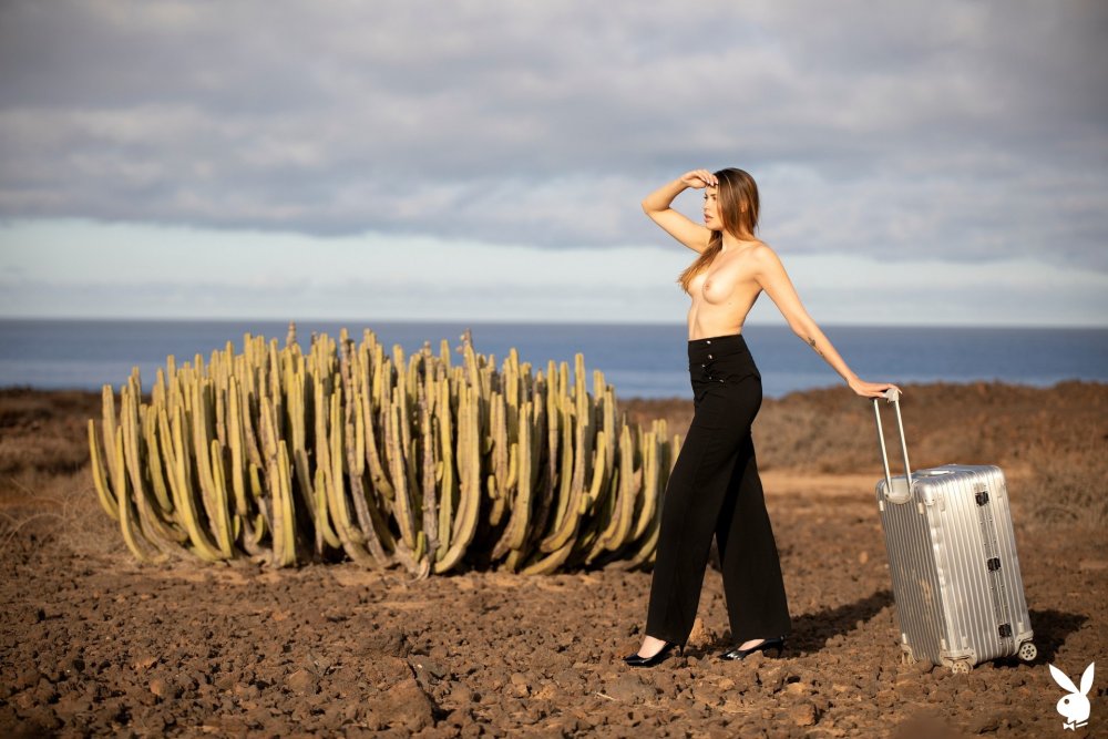 Kanari Canar Euphorbia canariensis