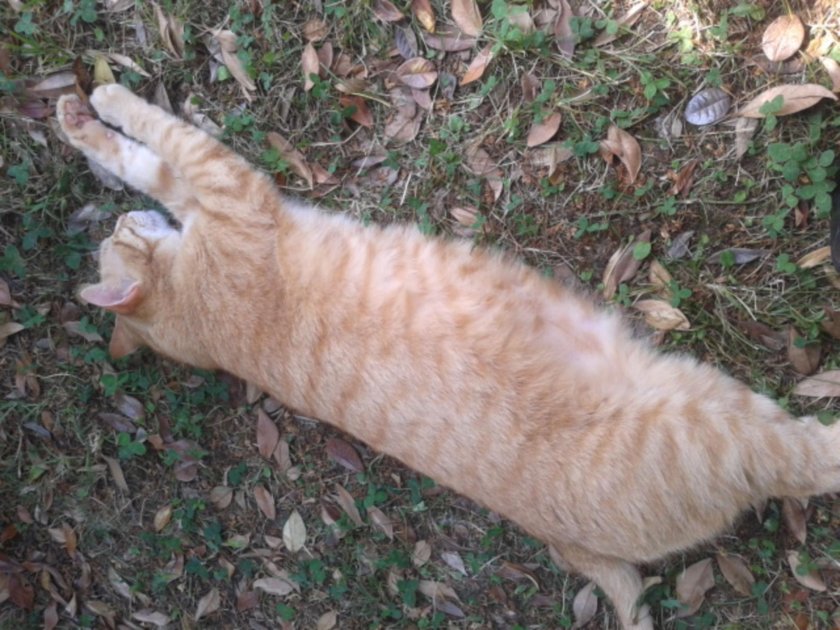 Anatolian short -haired cat Ryzha