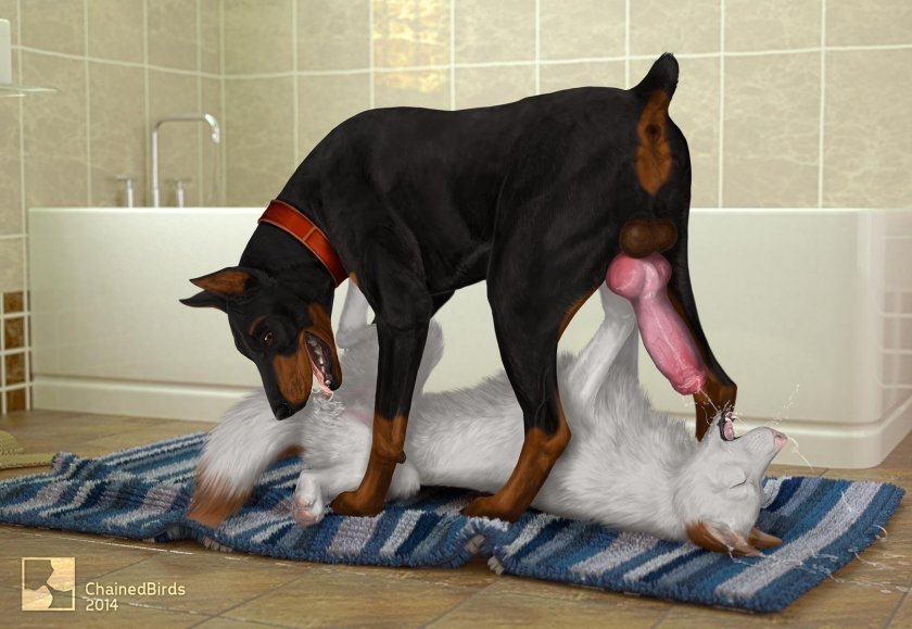 Doberman dogs