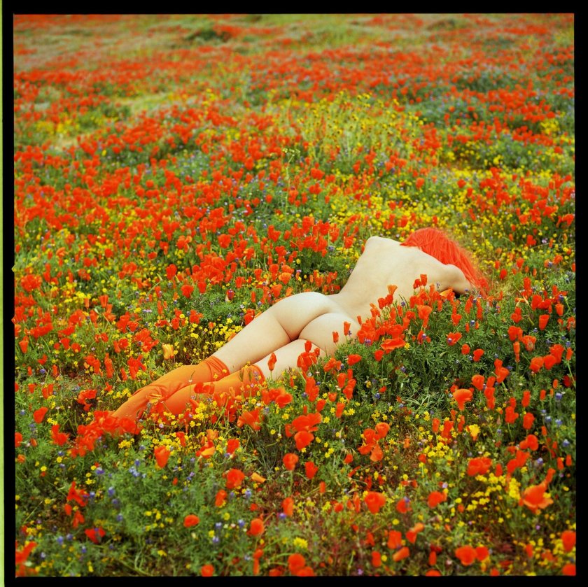 Poppy field photo shoot