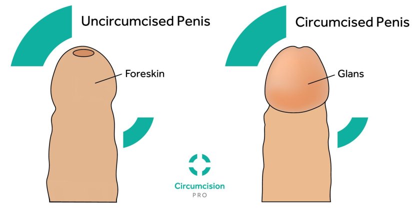 The foreskin