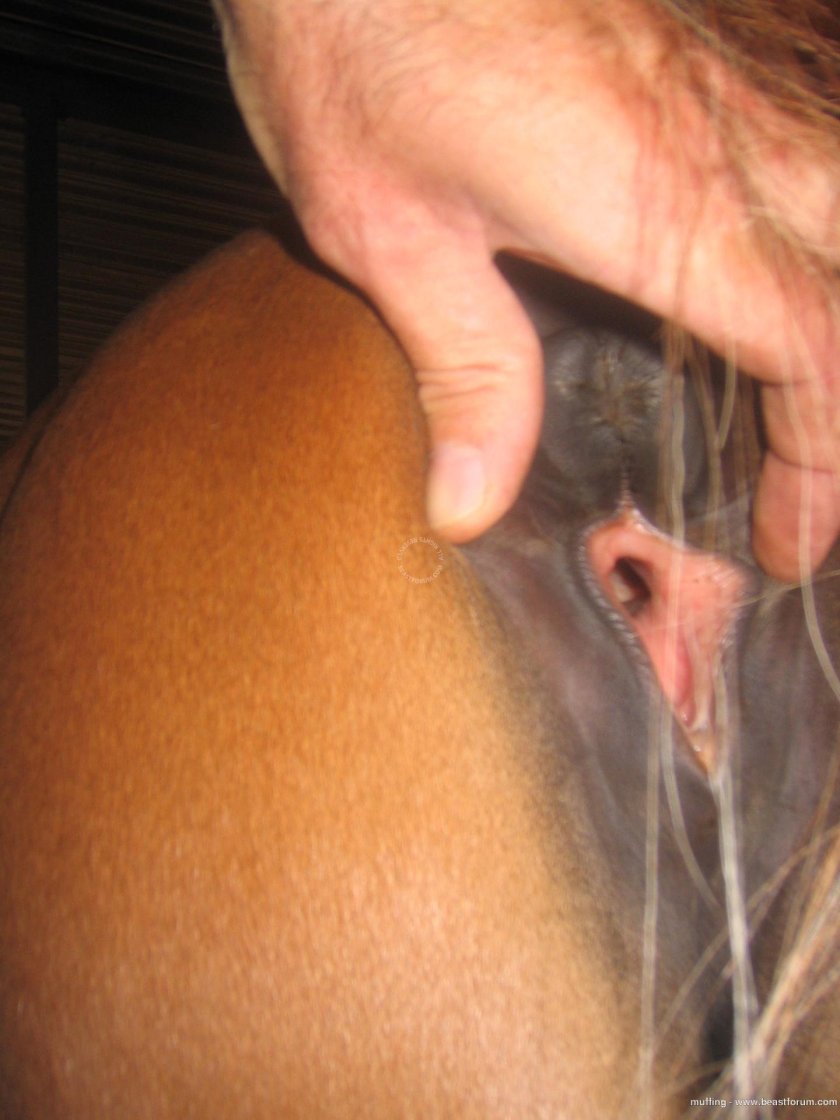 Vagina of a horses mare