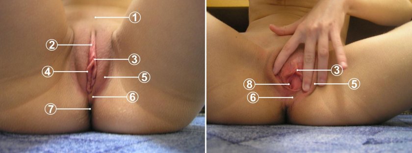 Vagina before puberty